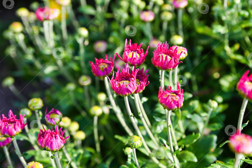 Скачать Хризантема Лана с множеством нераскрывшихся цветочных бутонов и зелеными стеблями в саду. Декоративное растение, развивающееся до стадии цветения на открытом воздухе фотосток Ozero
