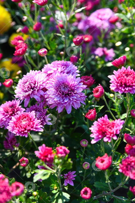 Скачать Цветущая корейская хризантема Окишор с розово-фиолетовыми цветами и красными бутонами на садовой клумбе. фотосток Ozero