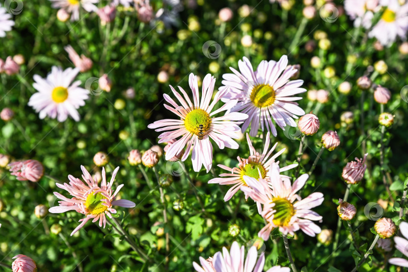 Скачать Хризантема цвета морской волны с бледно-розовыми лепестками и зеленой серединкой, цветущая в саду. Маленькое насекомое на цветке добавляет естественности процессу опыления. фотосток Ozero