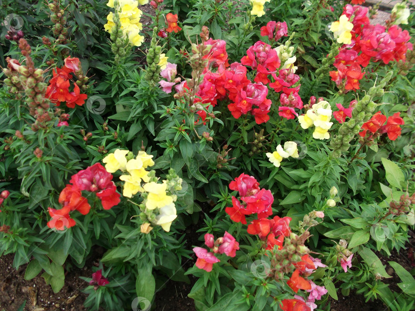 Скачать львиный зев. цветочная клумба фотосток Ozero