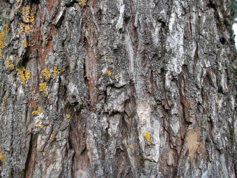 Скачать Кора дерева. Текстура. Подробности. фотосток Ozero