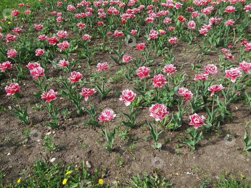 Скачать розовые тюльпаны фотосток Ozero