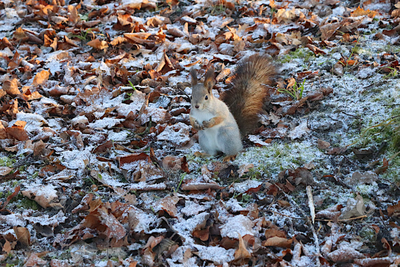 Скачать Забавная, симпатичная белочка ищет орехи на первом зимнем слое опавших листьев. Люди в парках помогают белочкам пережить суровую зиму, оставляя в лесу угощения из орехов и семечек. фотосток Ozero
