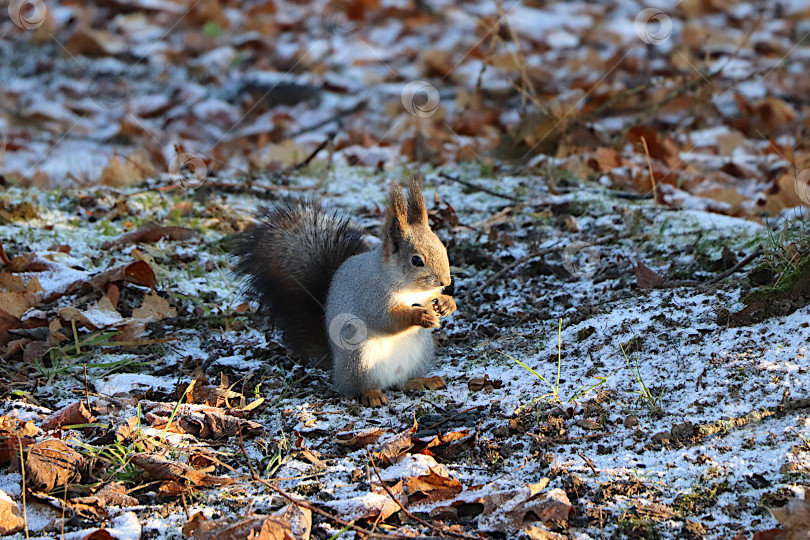 Скачать Забавная, симпатичная белочка поедает орехи на первом зимнем покрывале из опавших листьев. Люди в парках помогают белочкам пережить суровые зимние холода, оставляя в лесу лакомства из орехов и семечек. фотосток Ozero