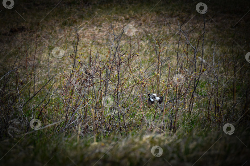 Скачать Летний пейзаж фотосток Ozero