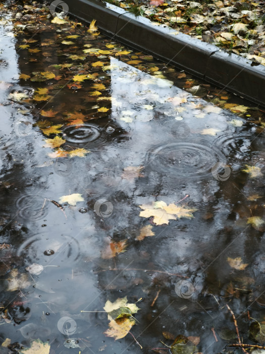 Скачать Осеннее фото фотосток Ozero