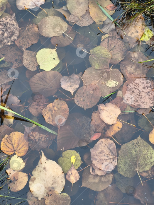 Скачать Лужа с листьями фотосток Ozero