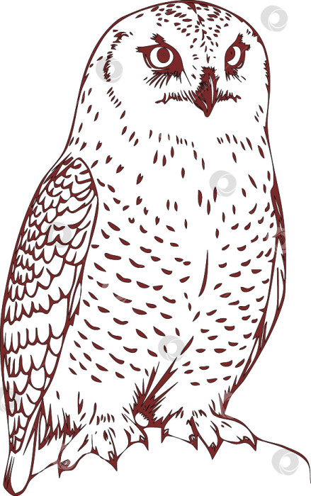 Скачать Сова фотосток Ozero