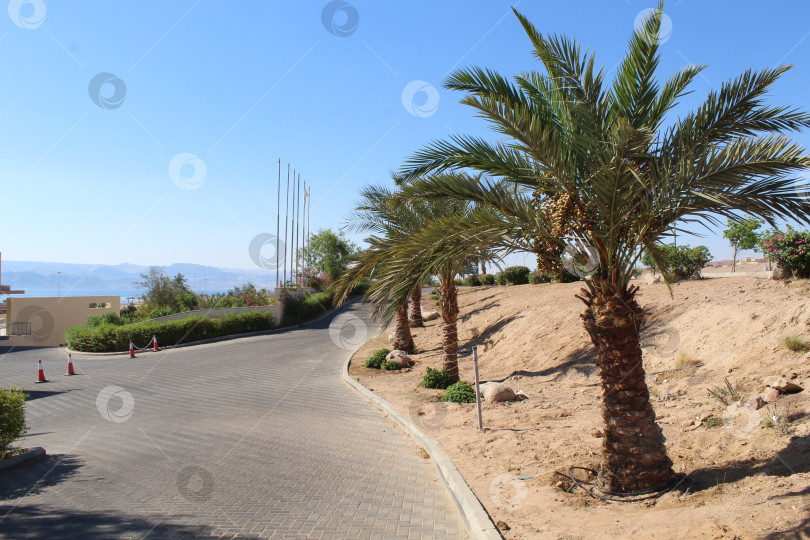 Скачать Вид на пальмы фотосток Ozero