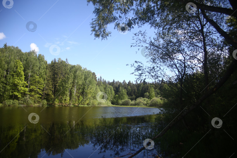 Скачать пейзаж с прудом, зеленой растительностью, синим небом и природой фотосток Ozero