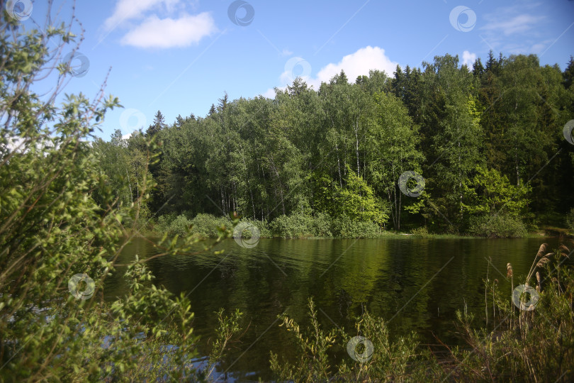 Скачать Пейзаж с прудом, зеленой растительностью, синим небом и красивой природой фотосток Ozero