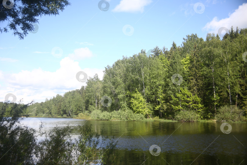 Скачать пейзаж с прудом, зеленой растительностью и синим небом фотосток Ozero