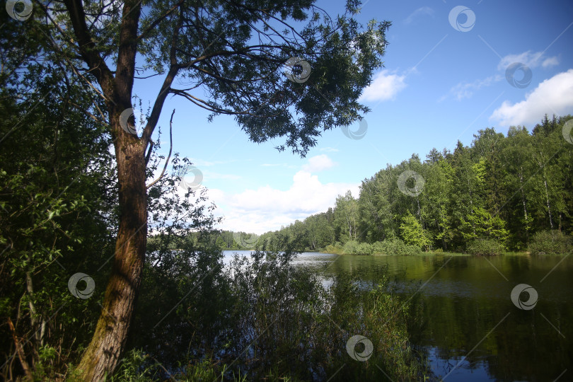 Скачать пейзаж с прудом, зеленой растительностью, синим небом и природой фотосток Ozero
