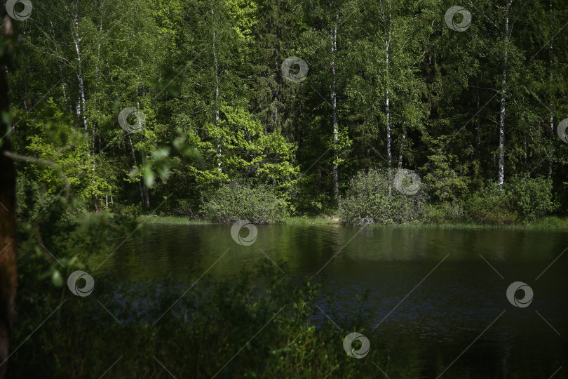 Скачать пейзаж с прудом, зеленой растительностью, синим небом и природой фотосток Ozero