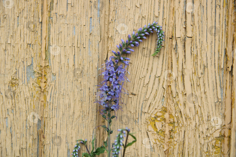 Скачать нежный фиолетовый цветок на желтом фоне фотосток Ozero