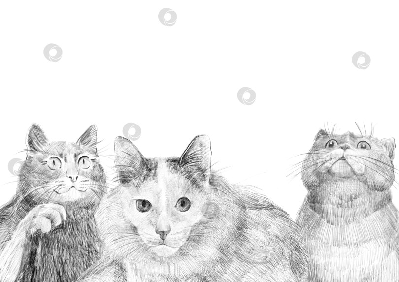 Скачать Забавная рисованная карандашом иллюстрация трех кошек с выразительными мордочками и детализированной текстурой меха. Белый фон. Отлично подходит для создания юмористических открыток с домашними животными, плакатов или раскрасок на кошачью тематику. фотосток Ozero