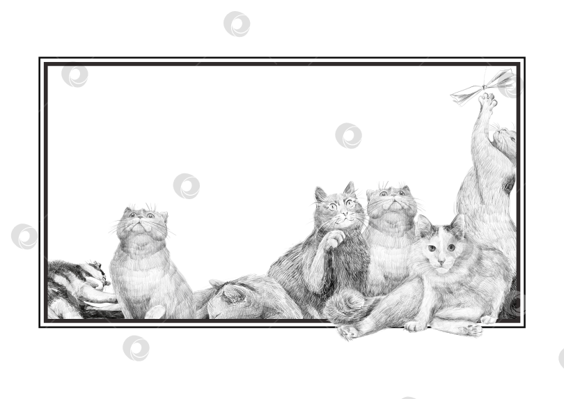 Скачать Группа кошек, нарисованных карандашом, взаимодействует с прямоугольной пустой рамкой. Забавная композиция-скетч для открыток, приглашений или раскрашивания. Нарисовано от руки на белом фоне. фотосток Ozero