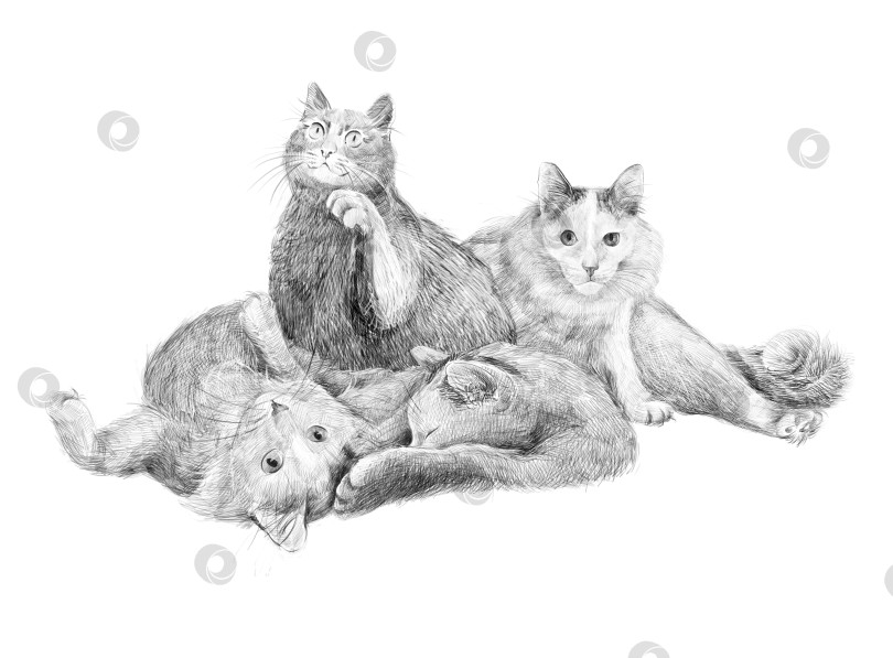 Скачать Четыре кошки нарисованы в стиле детального карандашного наброска. Каждая кошка изображена в разной позе: сидя, лежа, потягиваясь и во сне. Монохромные рисунки на белом фоне, идеально подходящие для принтов и канцелярских принадлежностей. фотосток Ozero