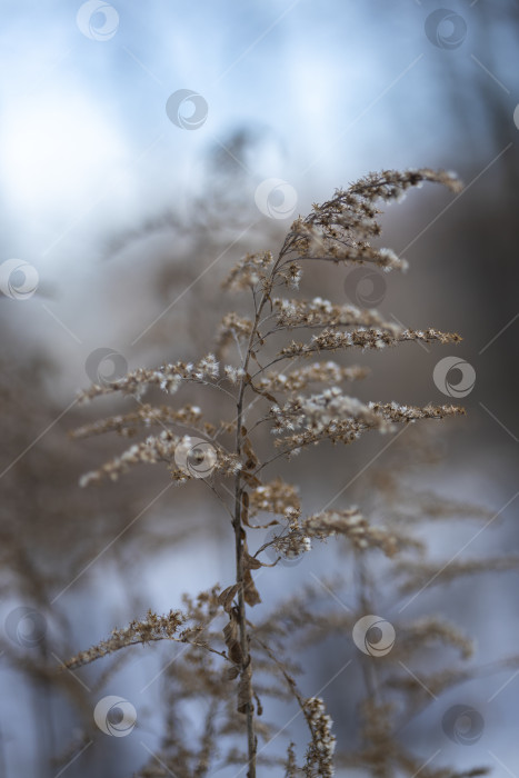 Скачать зимняя трава, снег фотосток Ozero
