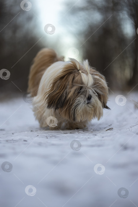 Скачать собака ши тцу фотосток Ozero