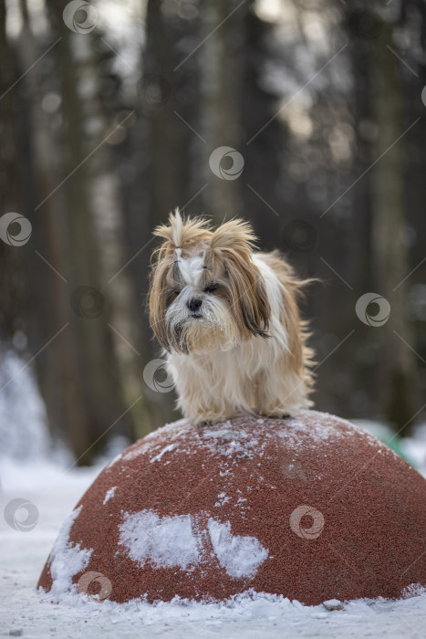 Скачать собака ши тцу фотосток Ozero