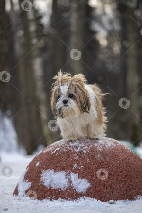 Скачать собака ши тцу сидит фотосток Ozero