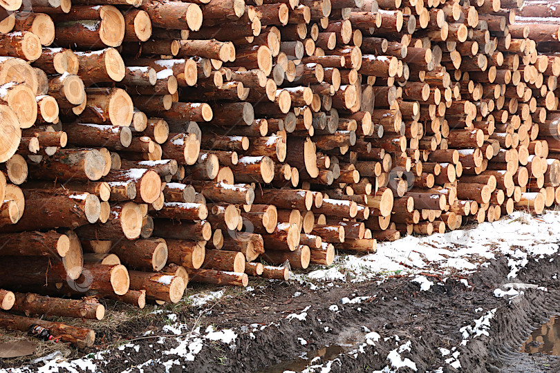Скачать Поленницы дров, сложенные на улице. Промышленная заготовка дров в России для отопления и строительства - экологически чистое топливо. Концепция защиты окружающей среды, трудолюбие в сельской местности фотосток Ozero
