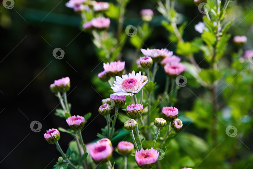 Скачать Розовая хризантема Медея, цветущая в саду на нежно-зеленом фоне. Нежные цветы с бутонами и свежей листвой при естественном наружном освещении фотосток Ozero