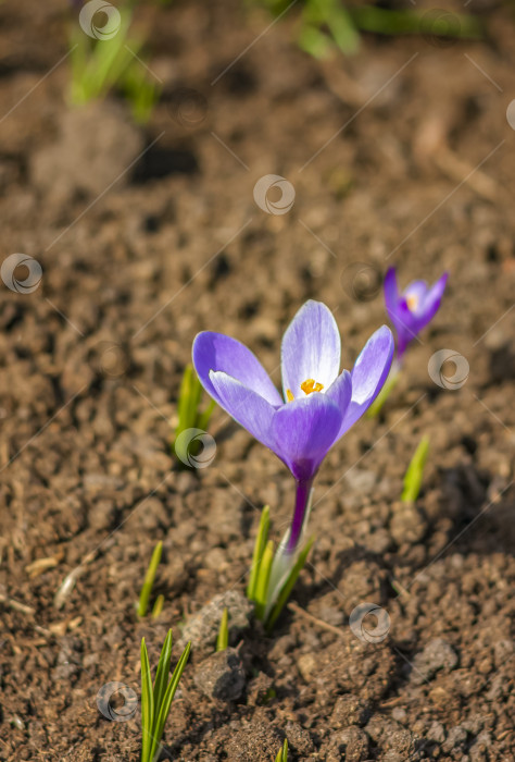 Скачать Первоцветы и крокусы весной на поляне в лесу. В лесу возрождается весна. фотосток Ozero