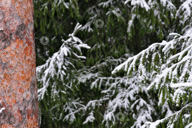 Скачать Ели и сосны в снегу в зимнем лесу. Изолированный сезонный фон фотосток Ozero