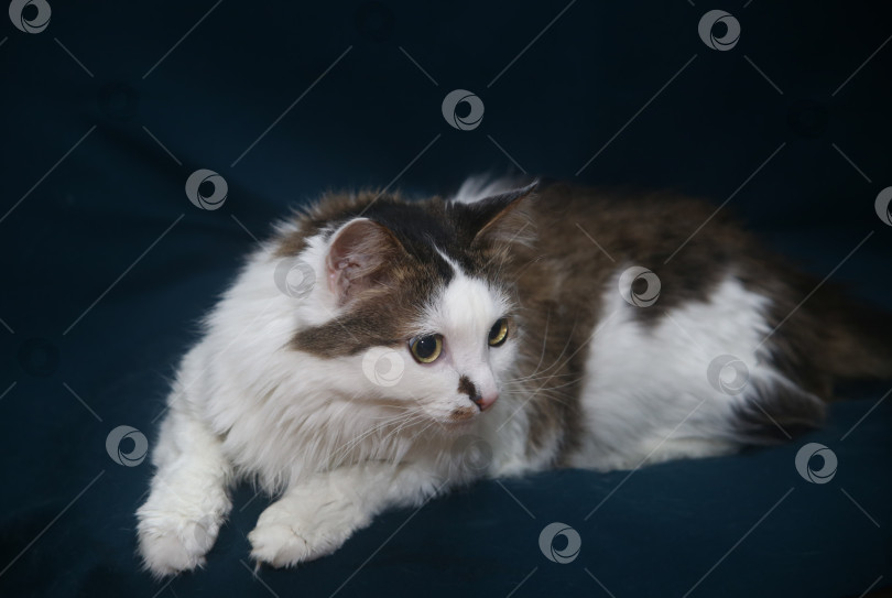 Скачать Черно-белый кот позирует фотосток Ozero