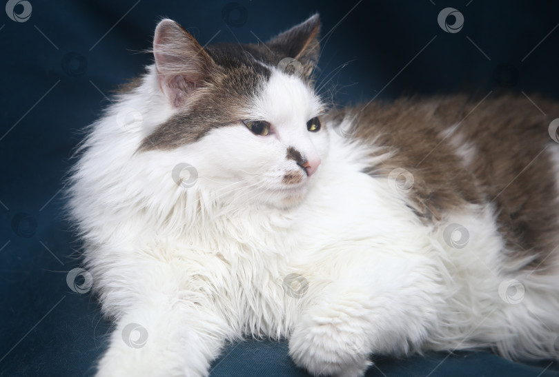 Скачать Черно-белый кот лежит фотосток Ozero