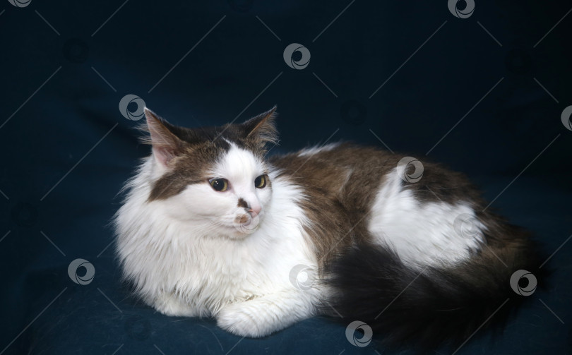 Скачать Черно-белый кот лежит и позирует фотосток Ozero