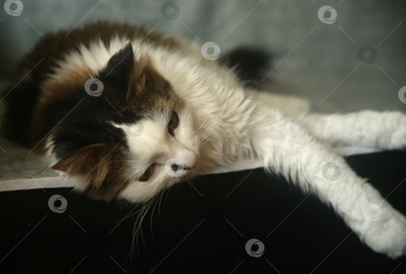 Скачать Черно-белый кот позирует фотосток Ozero