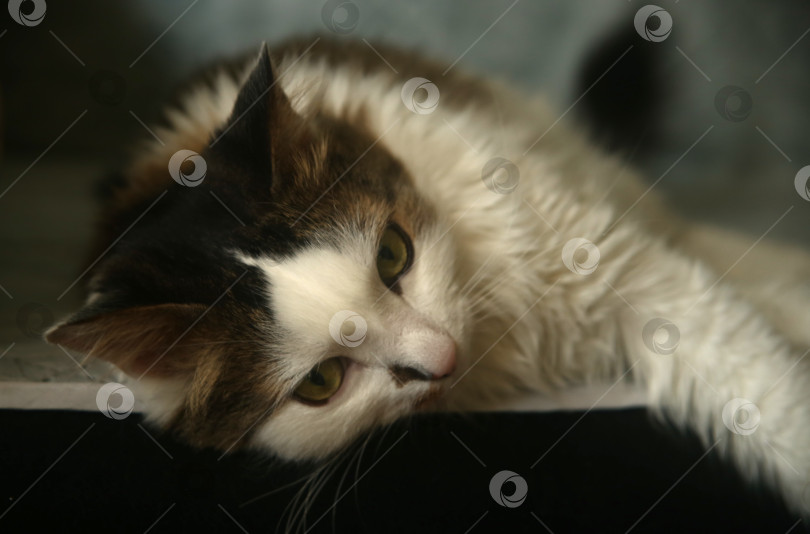 Скачать Черно-серый кот фотосток Ozero