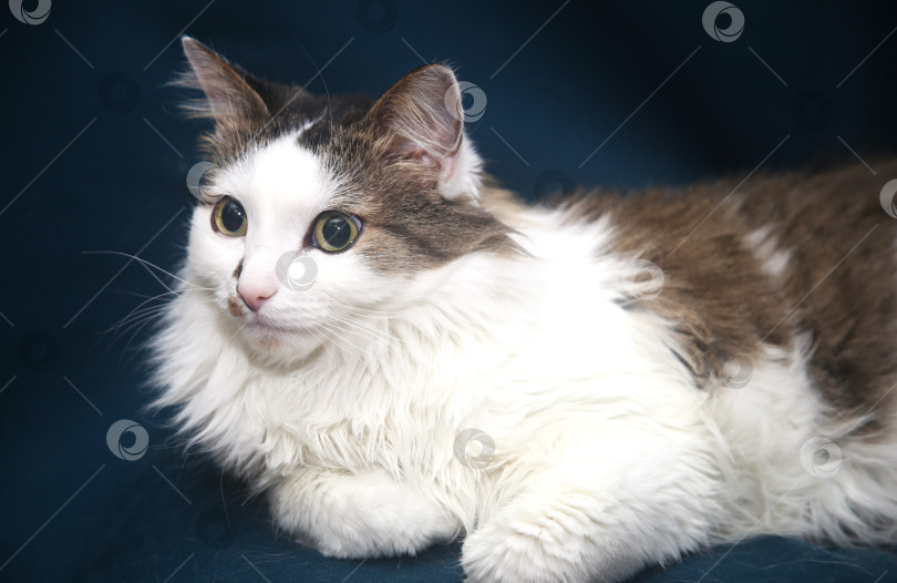 Скачать Черно-белый кот лежит фотосток Ozero