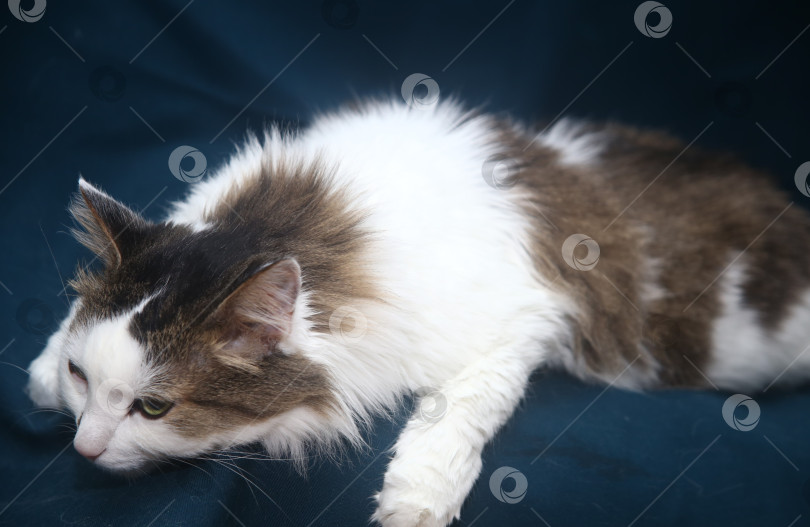 Скачать кот черно-серый фотосток Ozero