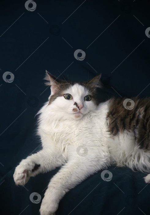 Скачать кот черно-серый лежит фотосток Ozero