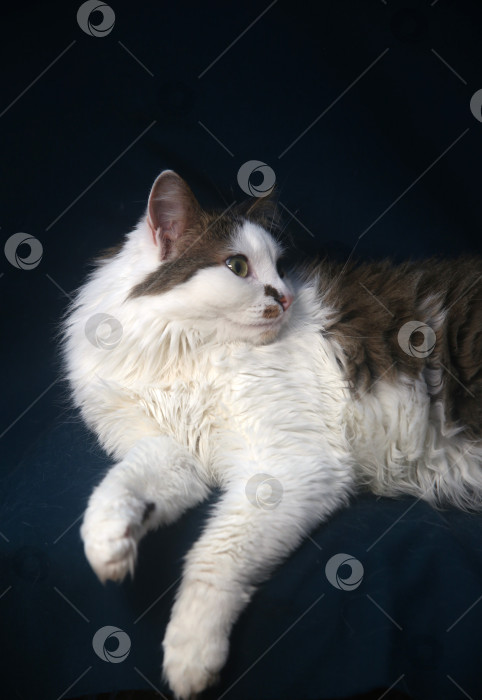 Скачать котик черно-серый грустит фотосток Ozero