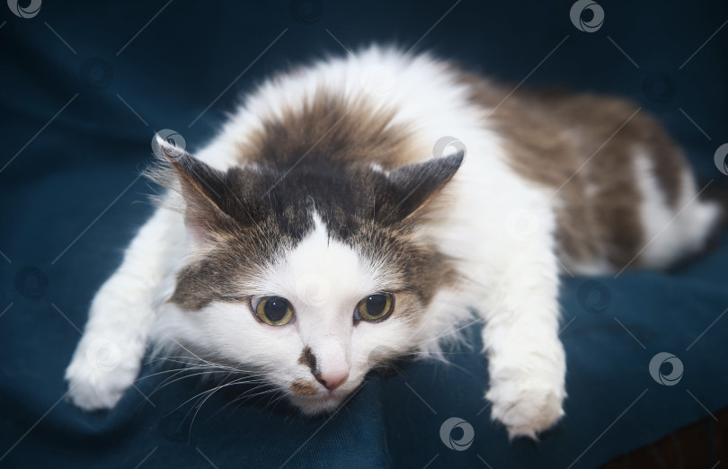 Скачать Кот черно-серый лежит фотосток Ozero