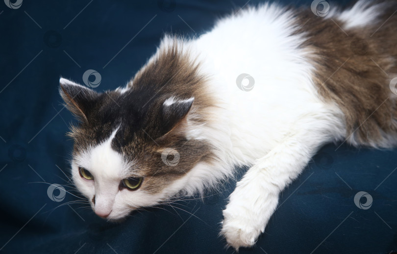 Скачать котик черно-серый лежит фотосток Ozero