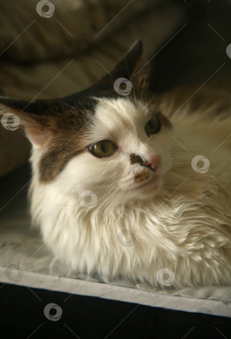 Скачать Котик черно-серый лежит фотосток Ozero