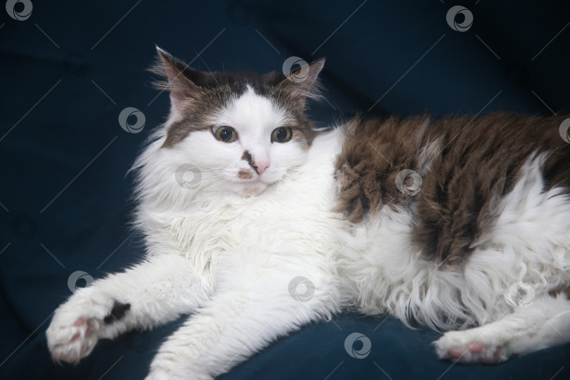 Скачать кот красивый черно-серый фотосток Ozero