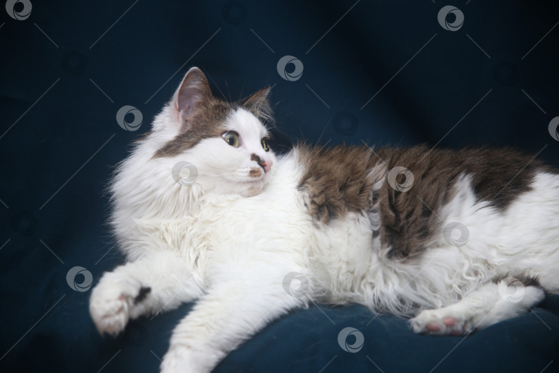 Скачать котик черно-серый фотосток Ozero