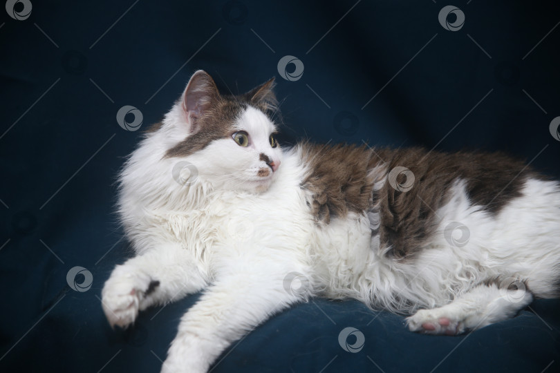 Скачать Котик черно-серый фотосток Ozero