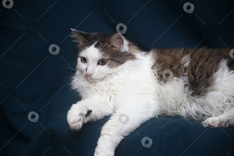 Скачать котик черно-серый фотосток Ozero