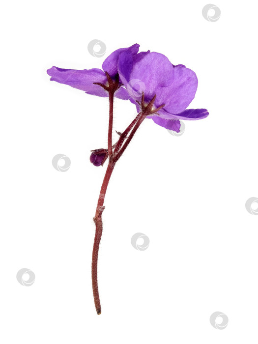 Скачать Фиолетовые фиалки, выделенные на белом фоне, с чрезвычайно высоким разрешением фотосток Ozero