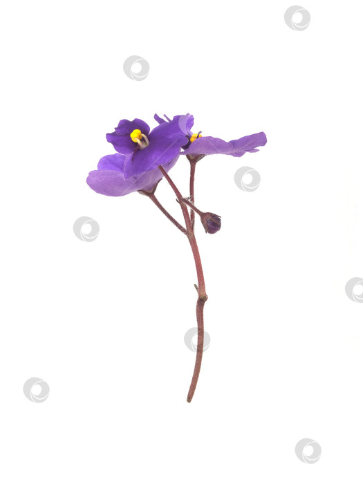 Скачать Фиолетовые фиалки, выделенные на белом фоне, с чрезвычайно высоким разрешением фотосток Ozero