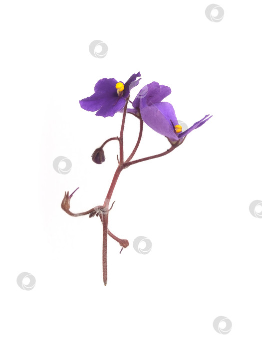 Скачать Фиолетовые фиалки, выделенные на белом фоне, с чрезвычайно высоким разрешением фотосток Ozero