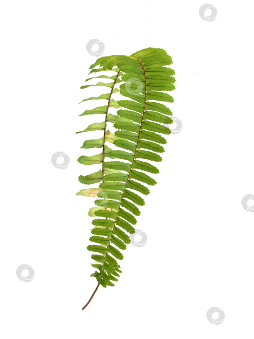 Скачать Зеленая ветка папоротника, обвязанная по кругу, выделена на белом фоне, элемент цветочного дизайна, вырез готов. Чрезвычайно высокое разрешение фотосток Ozero